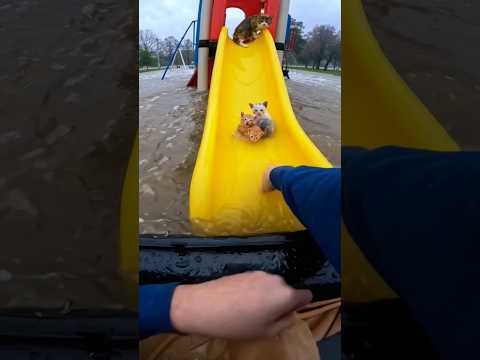 rescue these cat's in flood πΏπ