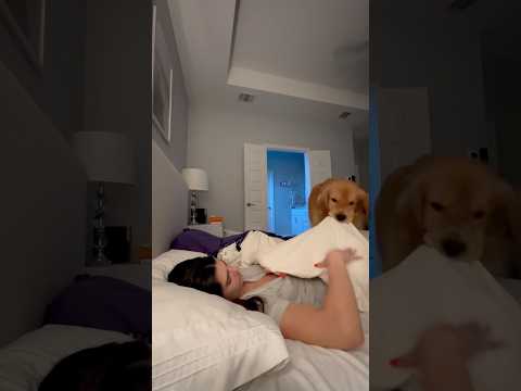 Rise and shine, human ☀️🐶 #dogs #dogsoftiktok #funnydogs #fyp #foryou