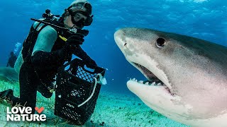 Belize City's Underwater Kingdom | Great Blue Wild 104