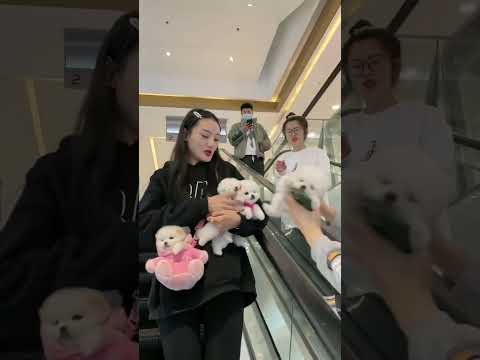 unique way to puppy beutiful 😍#shrot#video #puppy