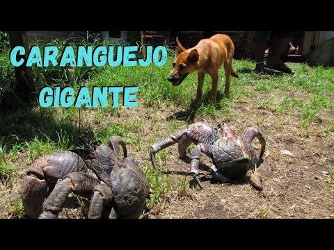 O CARANGUEJO "LADRÃO-DE-COCOS" É UM GIGANTE ENTRE OS ANIMAIS! MAS ELE EXISTE DE VERDADE OU NÃO?