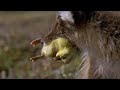 Geese and Foxes in the Arctic