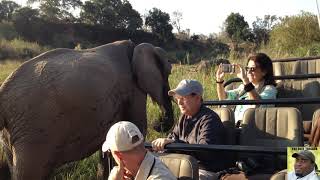 ELEPHANT FIGHT!!! MATRIARCHY VS BULL