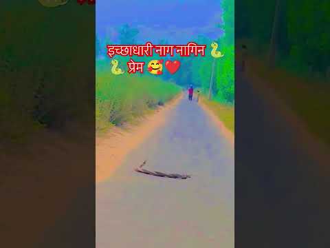 इच्छाधारी नाग नागिन 🐍🐍 प्रेम 🥰❤️#snake #video #funny #song #viral #funnyanimal #nature #watersnake