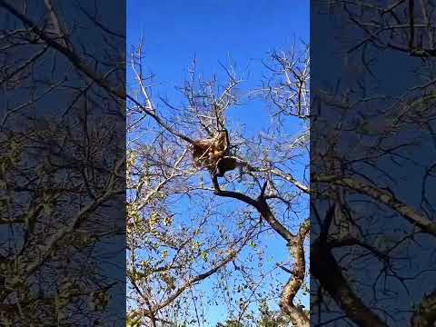 NƠI KHÁM PHÁ  | Leopard 🐆 Climbing the Tree Too Well #shorts