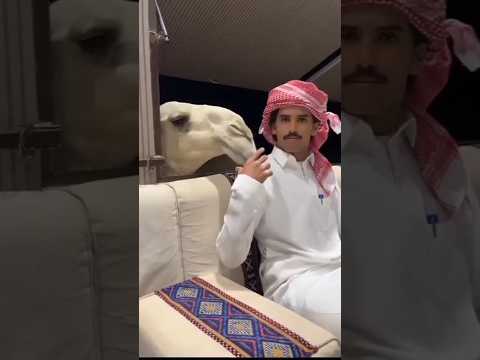 Dubai People Care So Much About Camel.  #shorts #miraxfact