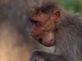 Macaques: Behavior and Habitat