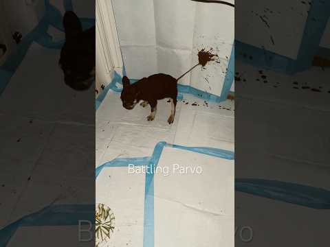 We thought because she was discharged, she was “better”… we were wrong.  #Parvo