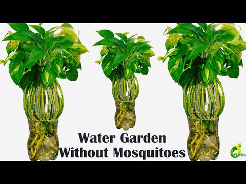 Unique Ways To Decorate With Money Plants Indoors And Grow Them Successfully!/Plant /ORGANIC GARDEN