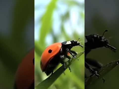 Coccinelle Porte-Bonheur #nature #animal #omg #insectes #animaux