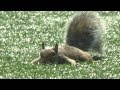 Narrator's Observations on Squirrels