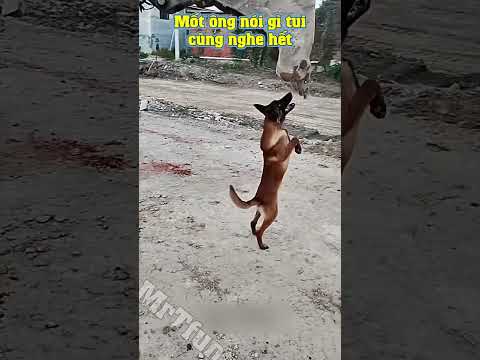 Con chó bá đạo #128 | Như này thì sao làm việc - Xem đừng cười nghe chưa