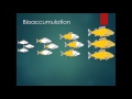 Biomagnification and Bioaccumulation Concepts