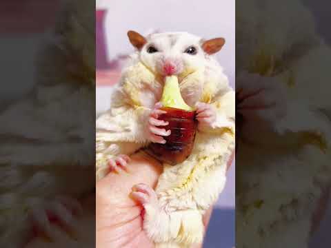 Today The Fat Girl Eats A Brushed Cheese Silkworm Chrysalis #Sugargliderasmr #Young #Cute
