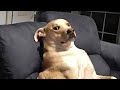 Dog Behavior and Reactions