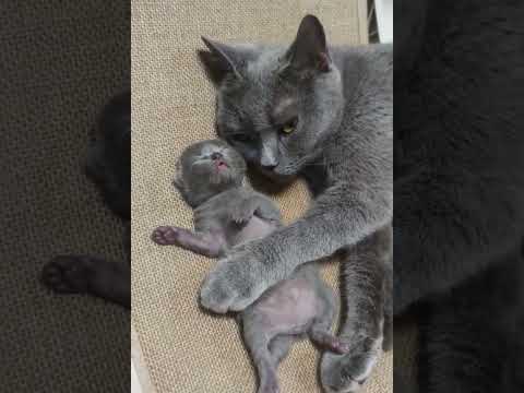 Aww, So Sweet Kitty Cats Adorable Cats Shorts Videos Compilations 😺😘😘 -EPS1134 #cutest #babyanimals