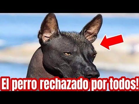 Adoptaron a un perro que nadie quería! #HistoriaImpactante #MisterioAnubis #ElPerroDelInframundo