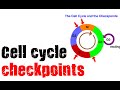 Cell Cycle Checkpoints and Functions