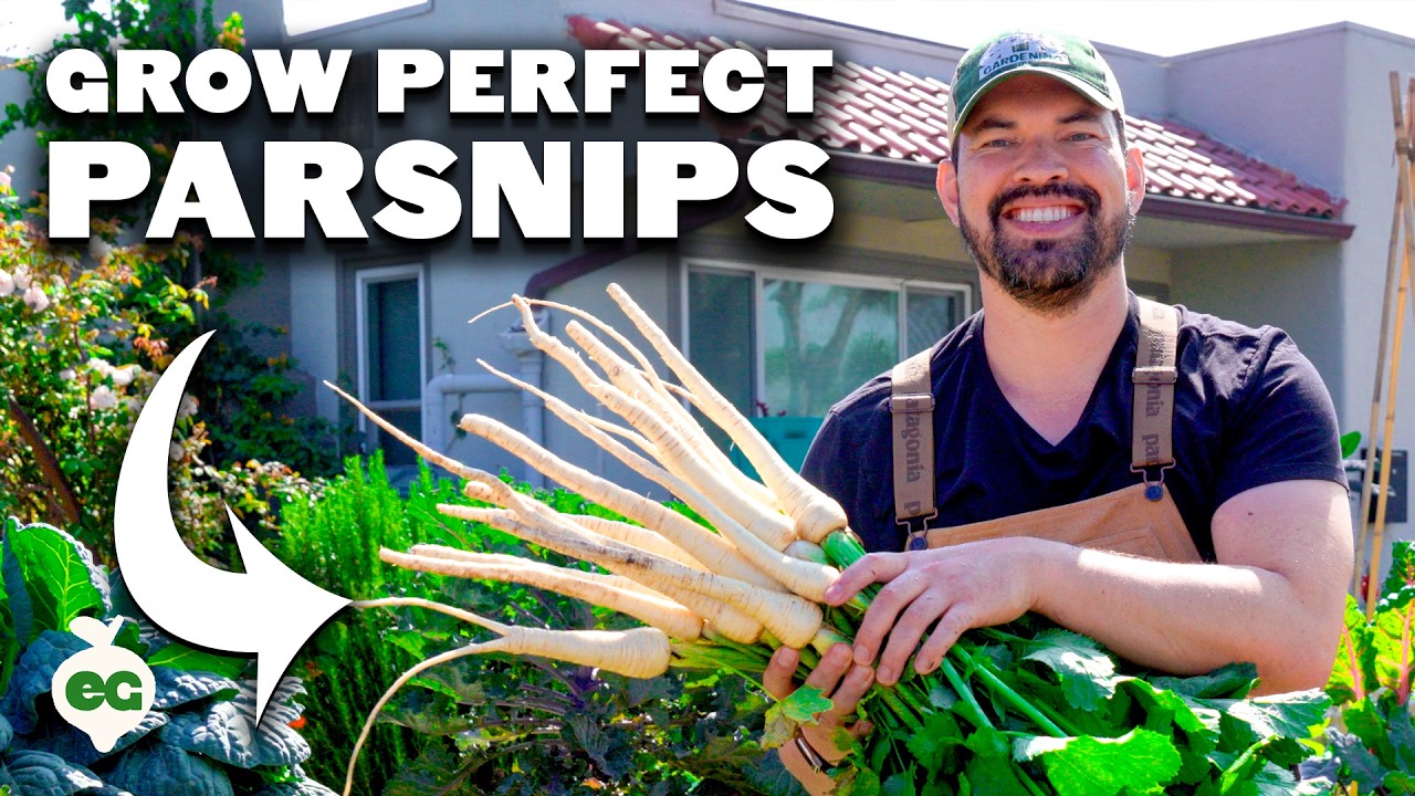 How to Grow Perfect Parsnips, from Seed to Harvest