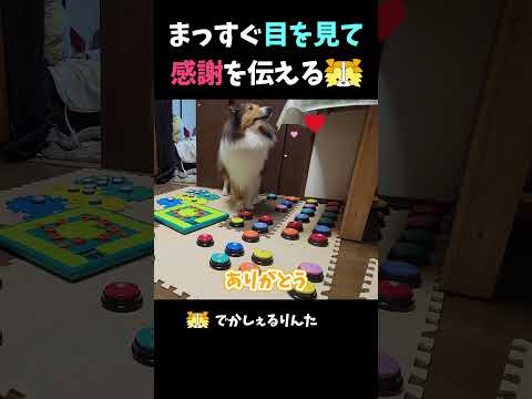 まっすぐ目を見て感謝を伝えるシェルティ【会話ボタンでしゃべる犬】 #shorts #犬