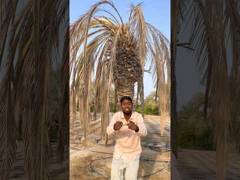 গাছটা মরে গেছে #youtubereels #everyone #trees #Sadness #foryou