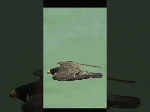 320km/jam 🥶 #falcon