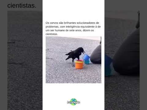 🧠 A INTELIGÊNCIA DOS CORVOS É SURPREENDENTE! #corvo #inteligência #animais