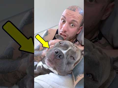 Cute pitbull loves his owner’s baby😍💖||#shortsfeed #shortsviral #shorts #viral #viralvideo #dog