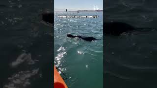 Otter Hitches Ride With Kayakers