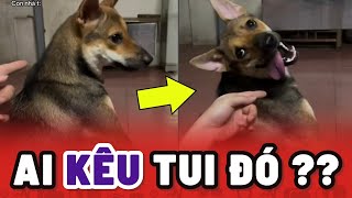 Trung bình mấy ông Chó Cỏ dưới miền Tây thường rất tấu hề 😂