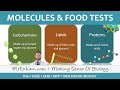 Exploring Food Tests and Biological Molecules