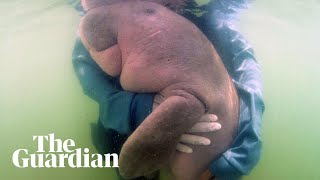 Watch a baby dugong being nursed back to health