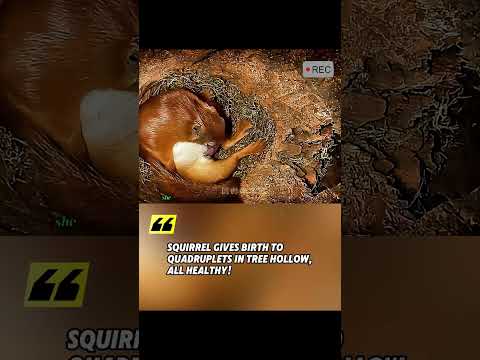 Squirrel Gives Birth to Quadruplets in Tree Hollow, All Healthy! #SquirrelBirth #naturemiracle