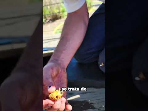 Asรญ nacen las abejas