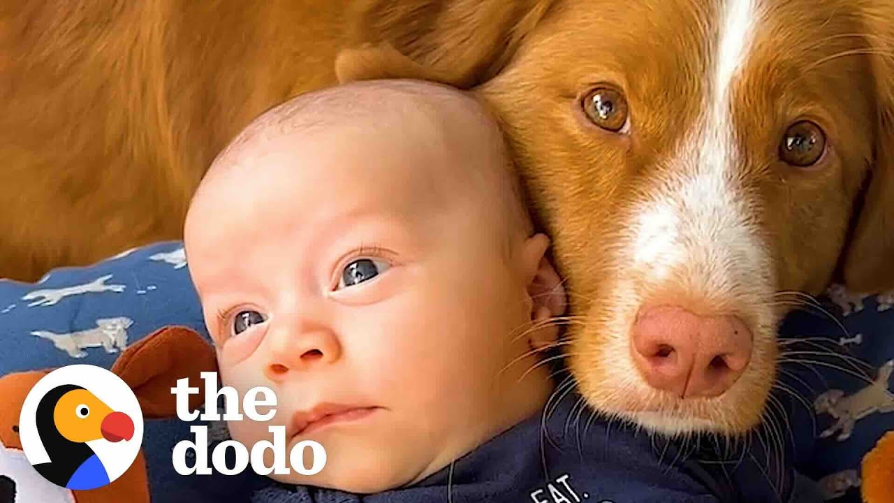 Dog Surprises Her Dad With Pregnancy Test - The Dodo