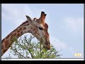 Savannah Ecosystem and Wildlife
