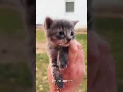 Caught a kitten — so it can stay safe this winter.#cat