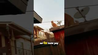 The cat calculated very carefully and the fateful jump 🤔 #funny #animals #memes