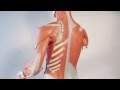 Muscle Functions and Innervations