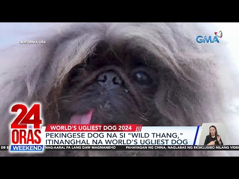 Pekingese dog na si 'Wild Thang,' itinanghal na World's Ugliest Dog ...