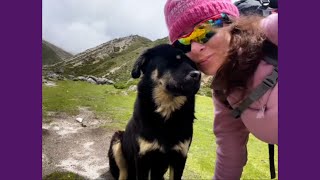 Cachorra Seguiu Brasileira No Everest Para Viver História Emocionante!