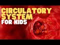 Exploring the Circulatory System for Kids
