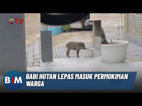 Babi Hutan Lepas, Masuk Permukiman Warga | BIM | 16/06