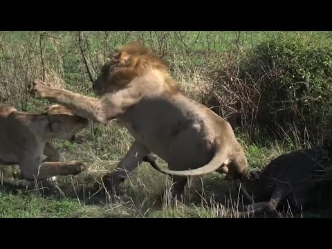 male lion attacking lionesses don’t like share his food video