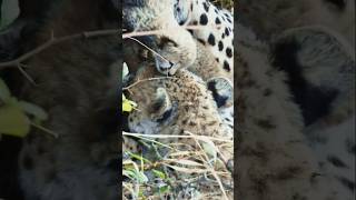 Cheetah cubs are safe and sound with their protective mom.  #CheetahCubs #WildlifeWonder"