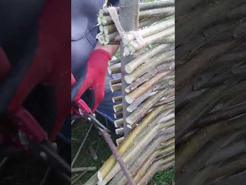 Плетенный забор из ивы - плетень Серия 13 #ИвоваяФерма #ива #черенки #сортоваяива #сад #огород