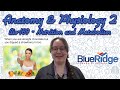 Nutrition and Metabolism Concepts