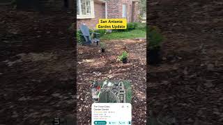 #garden update San Antonio 5/11/25