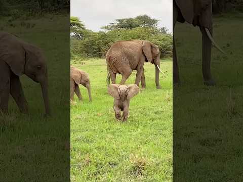 A mischievous baby elephant,just like a human kid😂#shortvideo #cute #animals #funny