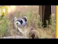 Conservation Efforts for Ferrets